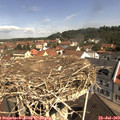 10_50-nest.jpg