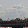 10_55-mast.jpg
