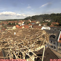 11_00-nest.jpg