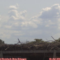 11_05-mast.jpg
