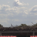 11_10-mast.jpg