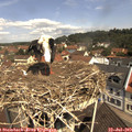 11_15-nest.jpg