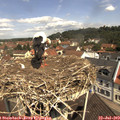 11_20-nest.jpg