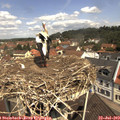 11_25-nest.jpg