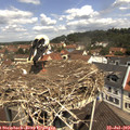 11_30-nest.jpg