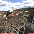 11_35-nest.jpg