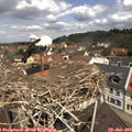 11_40-nest.jpg
