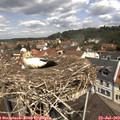 11_45-nest.jpg