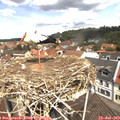 11_50-nest.jpg