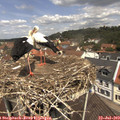 11_55-nest.jpg