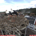 12_00-nest.jpg
