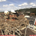 12_05-nest.jpg