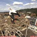 12_10-nest.jpg