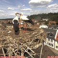 12_15-nest.jpg
