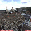 12_20-nest.jpg