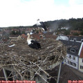 12_25-nest.jpg