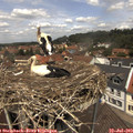 12_35-nest.jpg
