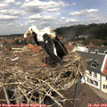 12_40-nest.jpg
