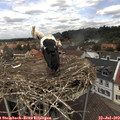 12_45-nest.jpg