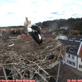 12_50-nest.jpg