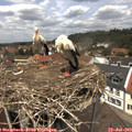 12_55-nest.jpg