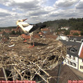 13_00-nest.jpg