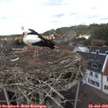 13_05-nest.jpg