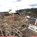 13_20-nest.jpg