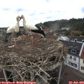 13_25-nest.jpg