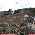 13_35-nest.jpg