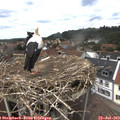 13_40-nest.jpg