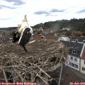 13_45-nest.jpg