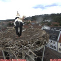 13_50-nest.jpg