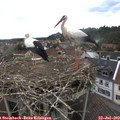 13_55-nest.jpg