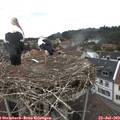 14_00-nest.jpg