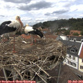 14_05-nest.jpg