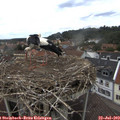 14_10-nest.jpg