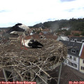 14_15-nest.jpg