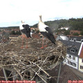 14_20-nest.jpg