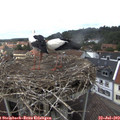 14_25-nest.jpg