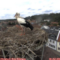 14_30-nest.jpg