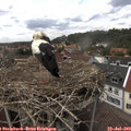 14_45-nest.jpg