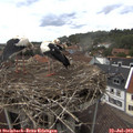14_50-nest.jpg