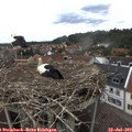 14_55-nest.jpg