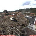 15_00-nest.jpg