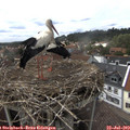 15_10-nest.jpg
