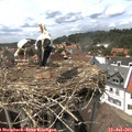15_15-nest.jpg