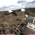 15_20-nest.jpg