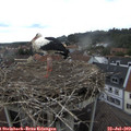 15_25-nest.jpg