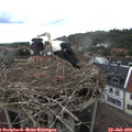 15_30-nest.jpg